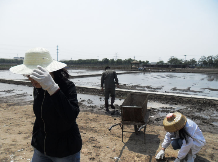 公司组织全体员工去新品种试验基地泡田整地为插秧做准备